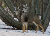 _DSC3434pb.jpg  Mule Deer sometimes called black tail deer