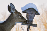 _DSC3720pb.jpg They Like Sunflower Seeds Too
