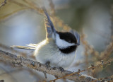 _DSC3811pb.jpg  Black-capped Chickadee