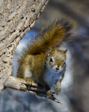 _DSC4178pb.jpg Another Squirrel