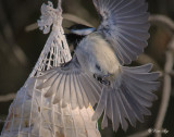 _DSC4653.jpg Black-capped Chickadee