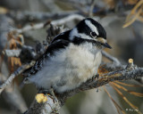 _DSC4771pb.jpg  Female Downy Woodpecker Picoides pubescens