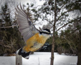 _GWW6333pb.jpg  Red-breasted Nuthatches 
