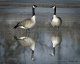 _DSC6149pb.jpg   Four Canadas