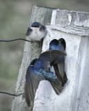 _DSC7609pb.jpg The Tree Swallows