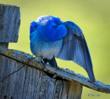_DSC7756.jpg  trusting bluebird male