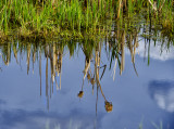 _DSC8406gf.jpg Reflection On the Pond