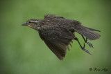 _DSC9016.jpg   Female Red-Wing Black Bird 