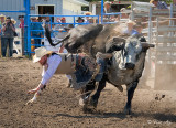 _GWW8081pb.jpg  The Bull Rider