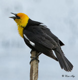_DSC9860s.jpg  yellow head blackbird