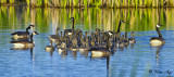 _DSC0021s.jpg  5 sets of geese and more...