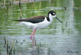 _DSC0209.jpg Black-necked Stilt