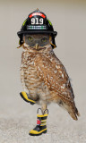 FIREOWL-1-small.jpg