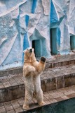 Polar Bear - Novosibirsk Zoo