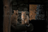 Wild Siberian Cats - Novosibirsk Zoo