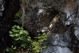 White-throated Dipper (Cincluc cinclus)