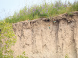 European bee-eaters (Merops apiaster) at their nesting site