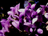 3-12-2014 Mountain Laurel Blooms.jpg