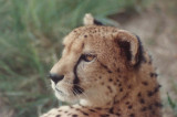 9-91  Female  Cheetah   