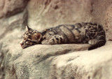 3-91  Clouded  Leopard  1 Month Old Cub