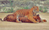 6-91  Sumatran  Tigers  Wrestling  .JPG