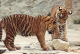 5-91   Curious Sumatran Tiger Cubs   .JPG