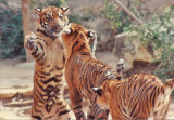 5-91  Sumatran  Tiger  Games   .jpg