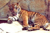 6-91 Sumatran Tiger Cub in the  Sun   .jpg