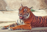 5-91  Mother Sumatran Tiger.jpg