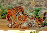 9-91  Three Sumatran Tiger Cubs  