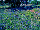 4-18-2015 Bluebonnets and Cactus.jpg