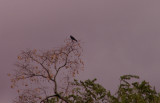 10-22-2015 Male Grackle in Hawk Pose