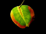 11-20-2015 Bradford Pear Tree Leaf 3