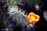 Crystal Cove SP 4-16-14 (1) Catcus flower.jpg