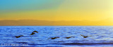 Sunset 1-6-15 2 Pelicans Wide.jpg