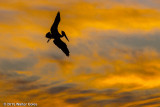 Sunset Pelicans 12-18-15 (5).jpg
