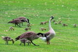 Geese family 7D II (10) DPP.jpg