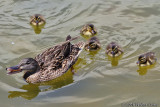 Duck + Ducklings MSP (1) DPP.jpg