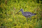 Bird Bolsa Chica 7-3-16 1_1.jpg