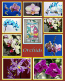 Poster Orchids 16X20 Pantone 484C.jpg