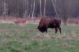 European Bison...