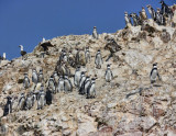 Penguins - Falkland Islands 2015