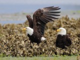 6-8-2013 adult pair seabeck_0339red.JPG