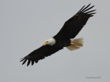 6-8-2013 bald eagle in flight seabeck_0187reduced.JPG