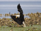 6-8-2013 eagle landing Seabeck_0230sf.JPG
