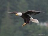 6-8-2013 eagle seabeck_9913sf.JPG