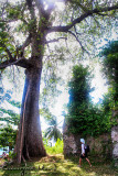 Century tree in Gui-ob Church Ruins