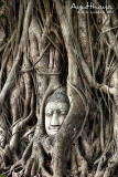 Head of Buddha in Banyan tree