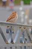 Urban bird