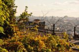 Leaves and rooftops